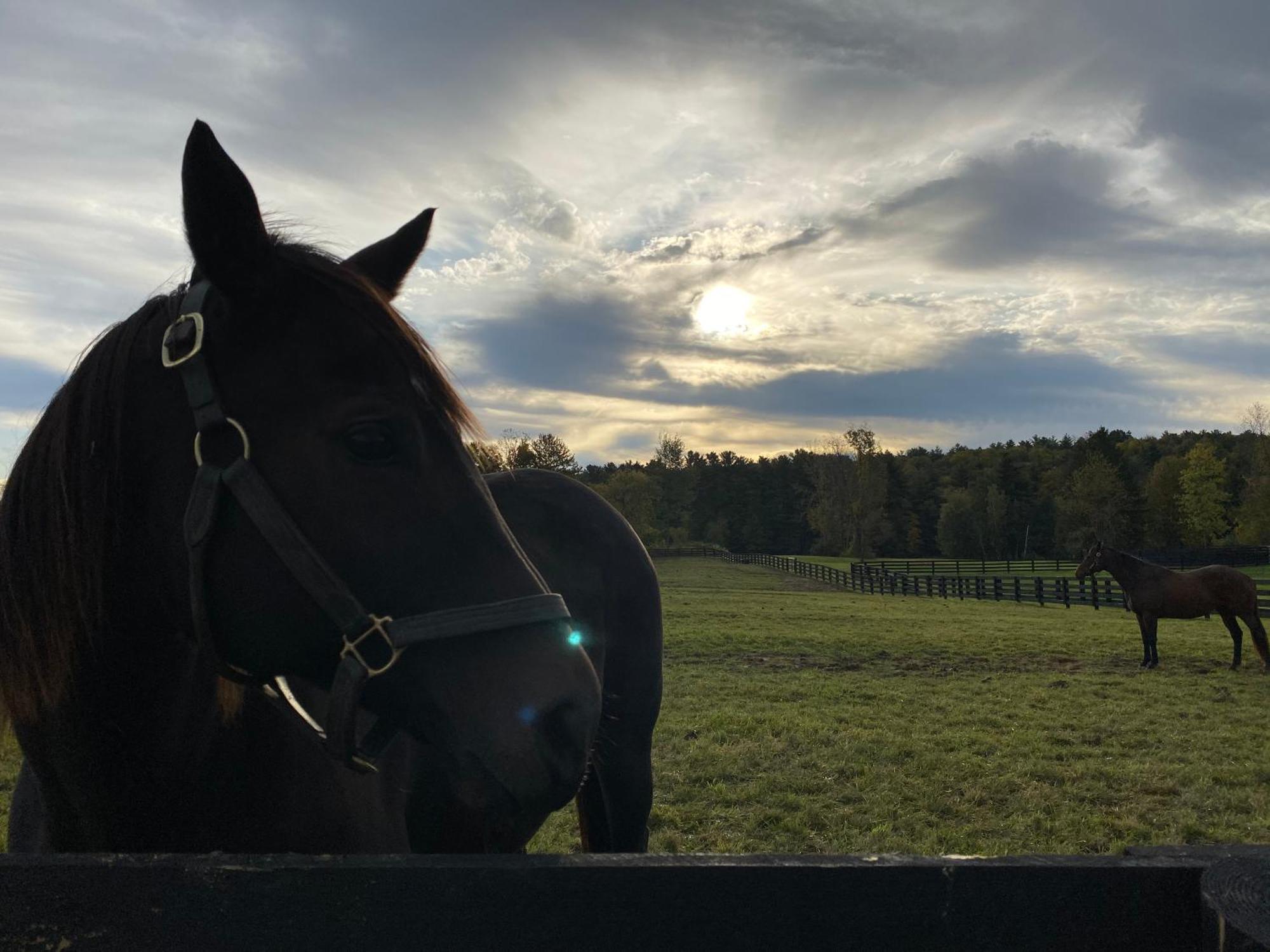 New 3 Bedroom - Thoroughbred Farm & Views! *